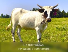 HP Tuff Wasabi