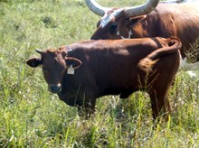 EOT Outback Catchit heifer 877 2015