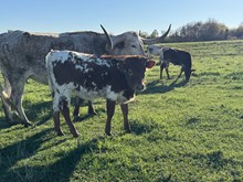 HNB Four Ten 2025 heifer 