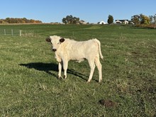 Sweet Violet 2025 heifer 