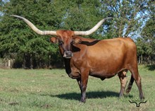 RENEGADES CATCHIT 404